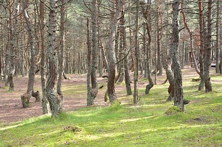 Khu rừng độc đáo chỉ có ở Nga